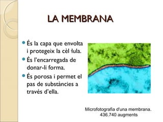 LA MEMBRANALA MEMBRANA
És la capa que envolta
i protegeix la cèl·lula.
És l’encarregada de
donar-li forma.
És porosa i permet el
pas de substàncies a
través d’ella.
Microfotografia d'una membrana.
436.740 augments
 
