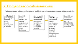 2. L’organització dels éssers vius
Els éssers pluricel·lular estan formats per moltíssimes cèl·lules organitzades en diferents nivells.
Les CÈL·LULES
iguals s’agrupen
per formar
teixits.
Ex: teixit
muscular, teixit
de la patata.
La unió de
diversos
TEIXITS per
treballar
conjuntament
en una funció
dóna lloc a un
òrgan.
Ex: llengua
Una agrupació
d’ÒRGANS que
duen a terme
una mateixa
funció formen
un sistema.
Ex: sistema
muscular
Diversos
SISTEMES que
funcionen de
manera
coordinada per
fer un treball
formen un
APARELL.
Ex: aparell
locomotor
(format pel sistema
muscular i el
sistema ossi).
La unió de tots
els sistemes i
aparells dóna
lloc a un
ORGANISME,
és a dir, un ésser
viu complet.
 