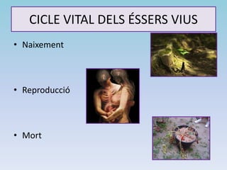 CICLE VITAL DELS ÉSSERS VIUS
• Naixement
• Reproducció
• Mort
 