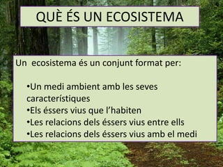QUÈ ÉS UN ECOSISTEMA
Un ecosistema és un conjunt format per:
•Un medi ambient amb les seves
característiques
•Els éssers vius que l’habiten
•Les relacions dels éssers vius entre ells
•Les relacions dels éssers vius amb el medi
 