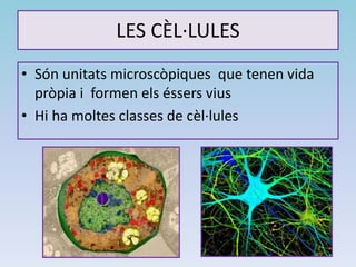 LES CÈL·LULES
• Són unitats microscòpiques que tenen vida
pròpia i formen els éssers vius
• Hi ha moltes classes de cèl·lules
 