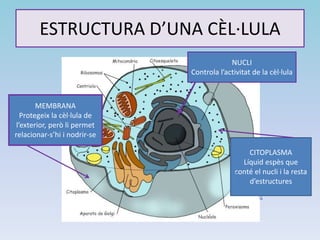 ESTRUCTURA D’UNA CÈL·LULA
NUCLI
Controla l’activitat de la cèl·lula
MEMBRANA
Protegeix la cèl·lula de
l’exterior, però li permet
relacionar-s’hi i nodrir-se
CITOPLASMA
Líquid espès que
conté el nucli i la resta
d’estructures
 