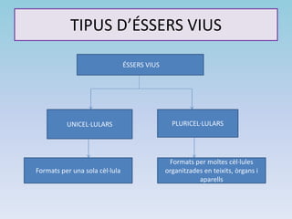 TIPUS D’ÉSSERS VIUS
ÉSSERS VIUS
UNICEL·LULARS PLURICEL·LULARS
Formats per una sola cèl·lula
Formats per moltes cèl·lules
organitzades en teixits, òrgans i
aparells
 