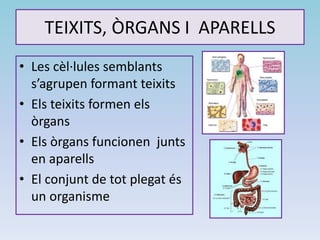 TEIXITS, ÒRGANS I APARELLS
• Les cèl·lules semblants
s’agrupen formant teixits
• Els teixits formen els
òrgans
• Els òrgans funcionen junts
en aparells
• El conjunt de tot plegat és
un organisme
 