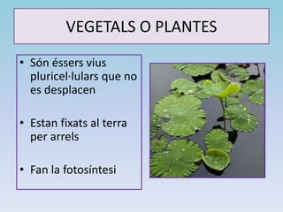 VEGETALS O PLANTES
• Són éssers vius
pluricel·lulars que no
es desplacen
• Estan fixats al terra
per arrels
• Fan la fotosíntesi
 