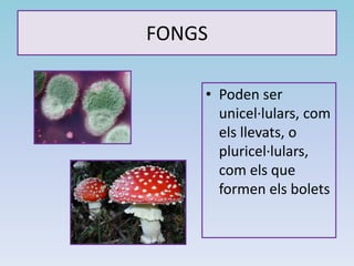 FONGS
• Poden ser
unicel·lulars, com
els llevats, o
pluricel·lulars,
com els que
formen els bolets
 