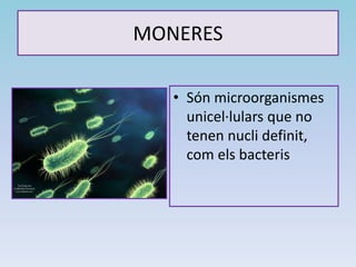 MONERES
• Són microorganismes
unicel·lulars que no
tenen nucli definit,
com els bacteris
 