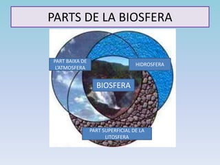 PARTS DE LA BIOSFERA
PART BAIXA DE
L’ATMOSFERA
HIDROSFERA
PART SUPERFICIAL DE LA
LITOSFERA
BIOSFERA
 