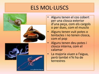 ELS MOL·LUSCS
• Alguns tenen el cos cobert
per una closca exterior
d’una peça, com els cargols
o per dues, com el musclo
• Alguns tenen vuit potes o
tentacles i no tenen closca,
com el pop
• Alguns tenen deu potes i
closca interna, com el
calamar
• La majoria viuen a l’aigua,
però també n’hi ha de
terrestres
 