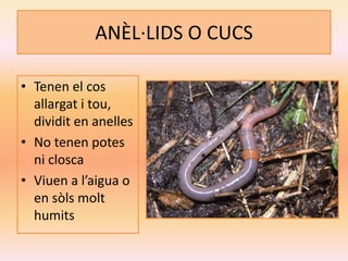 ANÈL·LIDS O CUCS
• Tenen el cos
allargat i tou,
dividit en anelles
• No tenen potes
ni closca
• Viuen a l’aigua o
en sòls molt
humits
 