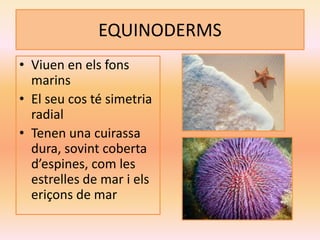 EQUINODERMS
• Viuen en els fons
marins
• El seu cos té simetria
radial
• Tenen una cuirassa
dura, sovint coberta
d’espines, com les
estrelles de mar i els
eriçons de mar
 