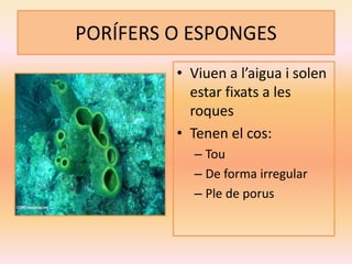 PORÍFERS O ESPONGES
• Viuen a l’aigua i solen
estar fixats a les
roques
• Tenen el cos:
– Tou
– De forma irregular
– Ple de porus
 