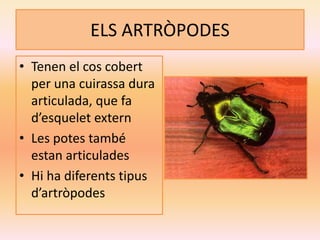ELS ARTRÒPODES
• Tenen el cos cobert
per una cuirassa dura
articulada, que fa
d’esquelet extern
• Les potes també
estan articulades
• Hi ha diferents tipus
d’artròpodes
 