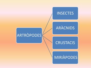 ARTRÒPODES
INSECTES
ARÀCNIDS
CRUSTACIS
MIRIÀPODES
 