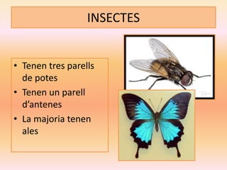 INSECTES
• Tenen tres parells
de potes
• Tenen un parell
d’antenes
• La majoria tenen
ales
 