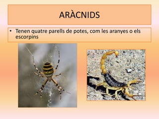 ARÀCNIDS
• Tenen quatre parells de potes, com les aranyes o els
escorpins
 