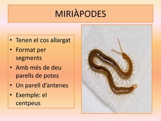 MIRIÀPODES
• Tenen el cos allargat
• Format per
segments
• Amb més de deu
parells de potes
• Un parell d’antenes
• Exemple: el
centpeus
 
