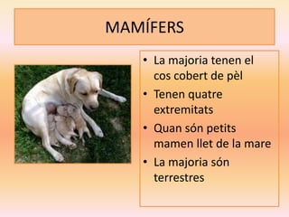 MAMÍFERS
• La majoria tenen el
cos cobert de pèl
• Tenen quatre
extremitats
• Quan són petits
mamen llet de la mare
• La majoria són
terrestres
 