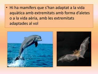 • Hi ha mamífers que s’han adaptat a la vida
aquàtica amb extremitats amb forma d’aletes
o a la vida aèria, amb les extremitats
adaptades al vol
 