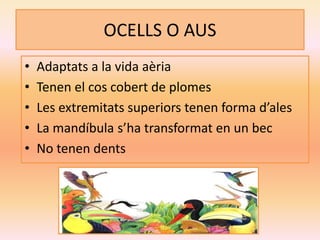 OCELLS O AUS
• Adaptats a la vida aèria
• Tenen el cos cobert de plomes
• Les extremitats superiors tenen forma d’ales
• La mandíbula s’ha transformat en un bec
• No tenen dents
 