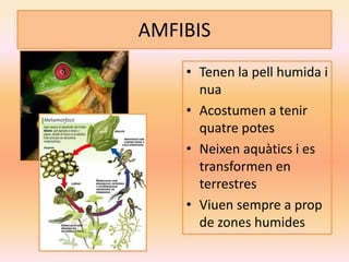 AMFIBIS
• Tenen la pell humida i
nua
• Acostumen a tenir
quatre potes
• Neixen aquàtics i es
transformen en
terrestres
• Viuen sempre a prop
de zones humides
 