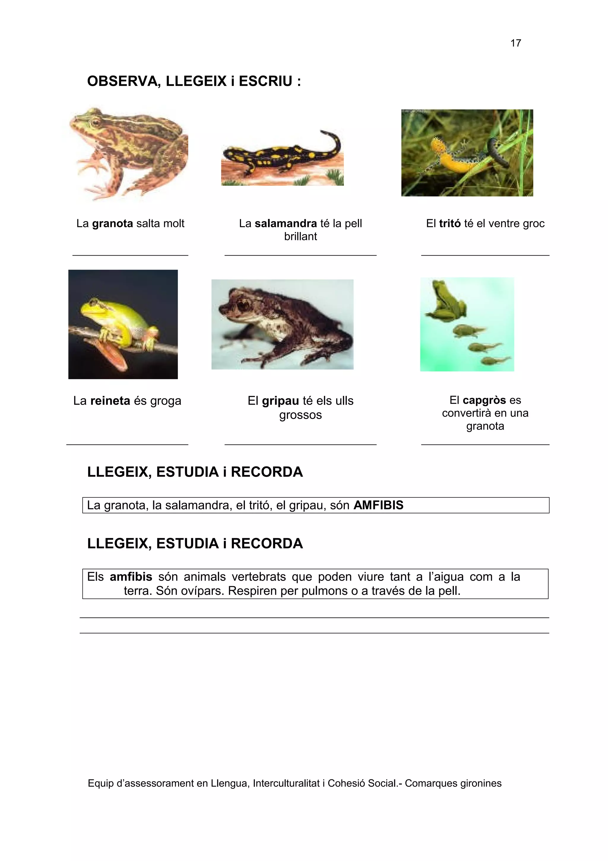 17

OBSERVA, LLEGEIX i ESCRIU :

La granota salta molt

La salamandra té la pell
brillant

El tritó té el ventre groc

La reineta és groga

El gripau té els ulls
grossos

El capgròs es
convertirà en una
granota

LLEGEIX, ESTUDIA i RECORDA
La granota, la salamandra, el tritó, el gripau, són AMFIBIS

LLEGEIX, ESTUDIA i RECORDA
Els amfibis són animals vertebrats que poden viure tant a l’aigua com a la
terra. Són ovípars. Respiren per pulmons o a través de la pell.

Equip d’assessorament en Llengua, Interculturalitat i Cohesió Social.- Comarques gironines

 