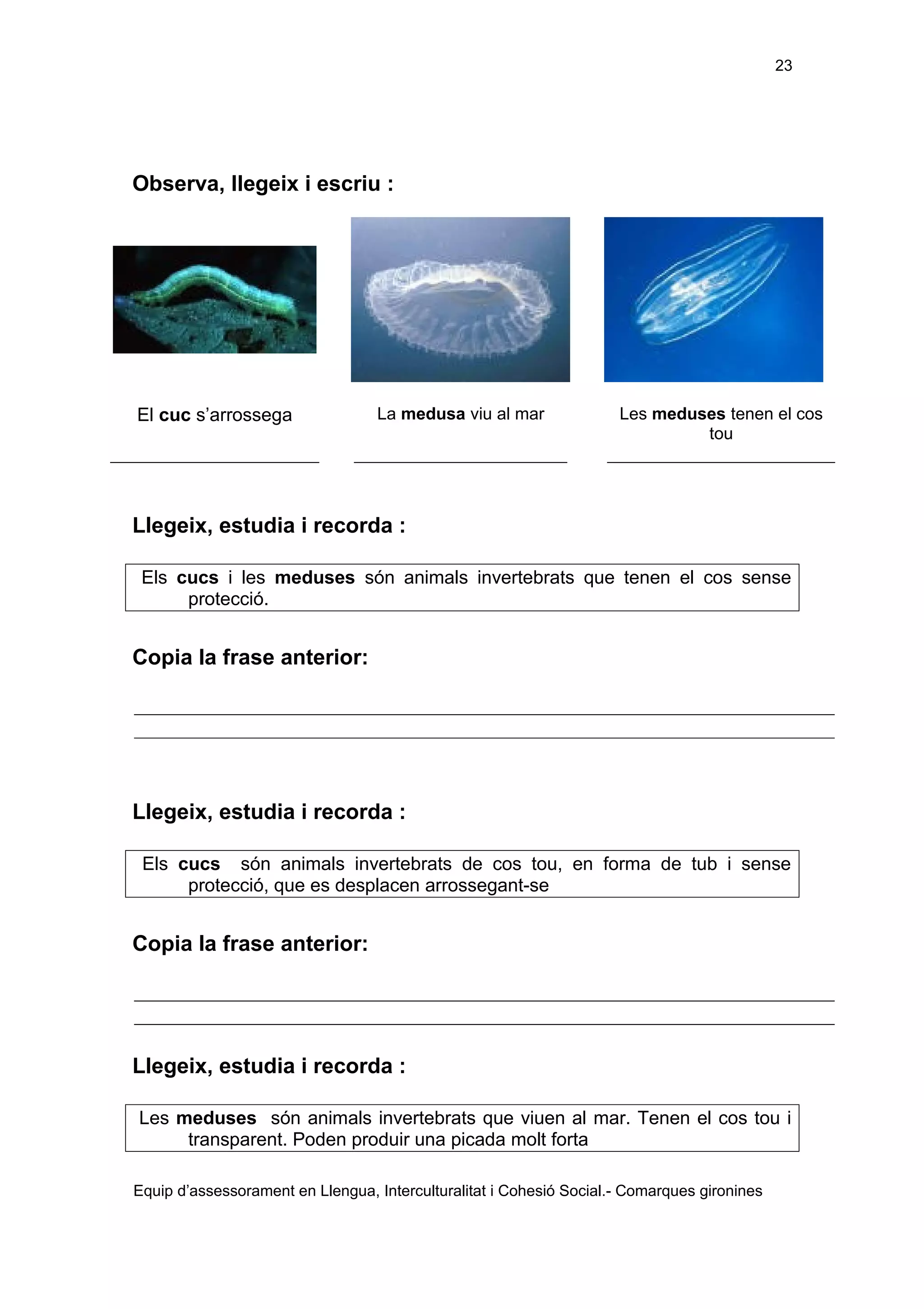 23

Observa, llegeix i escriu :

El cuc s’arrossega

La medusa viu al mar

Les meduses tenen el cos
tou

Llegeix, estudia i recorda :
Els cucs i les meduses són animals invertebrats que tenen el cos sense
protecció.

Copia la frase anterior:

Llegeix, estudia i recorda :
Els cucs són animals invertebrats de cos tou, en forma de tub i sense
protecció, que es desplacen arrossegant-se

Copia la frase anterior:

Llegeix, estudia i recorda :
Les meduses són animals invertebrats que viuen al mar. Tenen el cos tou i
transparent. Poden produir una picada molt forta
Equip d’assessorament en Llengua, Interculturalitat i Cohesió Social.- Comarques gironines

 