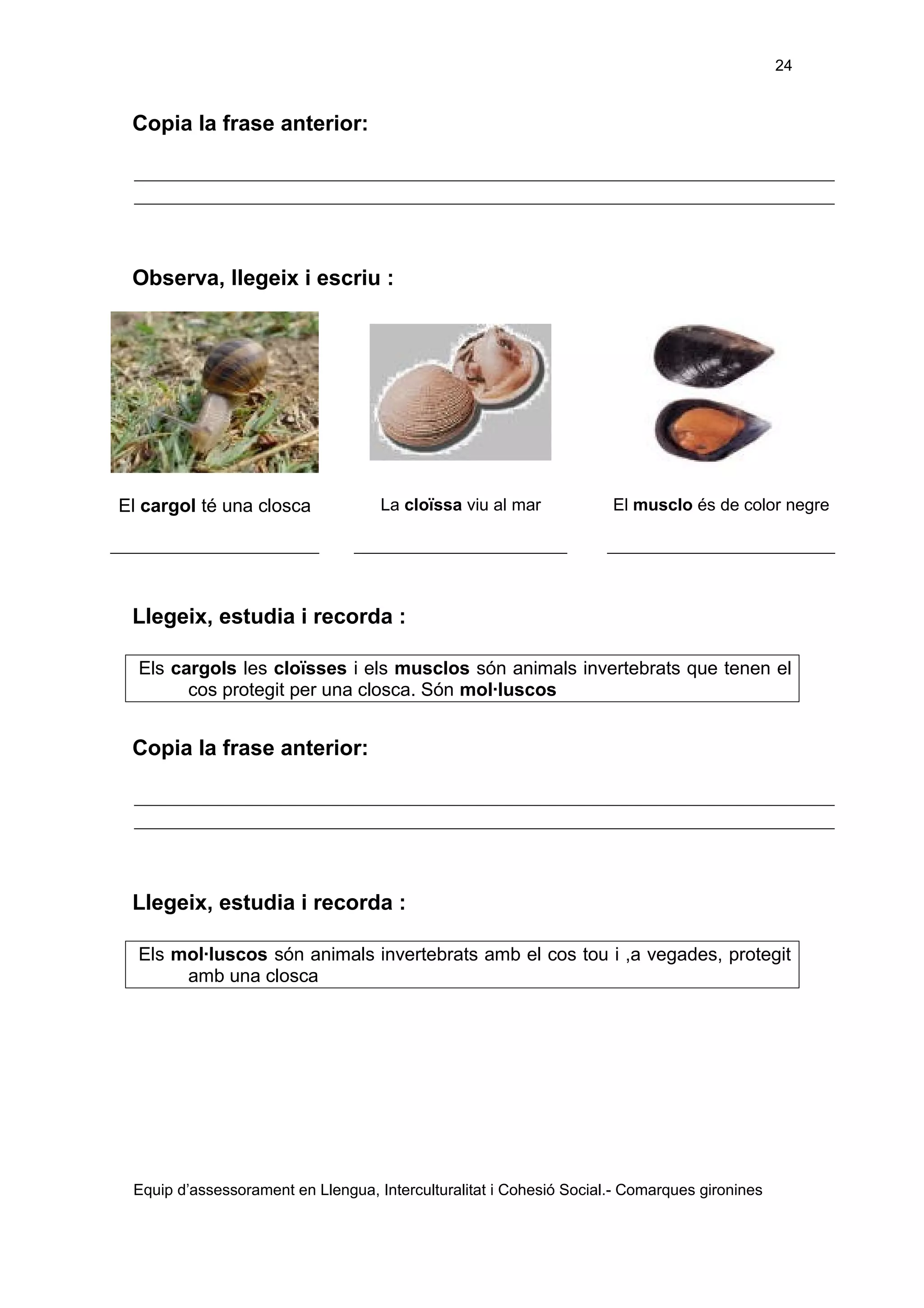 24

Copia la frase anterior:

Observa, llegeix i escriu :

El cargol té una closca

La cloïssa viu al mar

El musclo és de color negre

Llegeix, estudia i recorda :
Els cargols les cloïsses i els musclos són animals invertebrats que tenen el
cos protegit per una closca. Són mol·luscos

Copia la frase anterior:

Llegeix, estudia i recorda :
Els mol·luscos són animals invertebrats amb el cos tou i ,a vegades, protegit
amb una closca

Equip d’assessorament en Llengua, Interculturalitat i Cohesió Social.- Comarques gironines

 