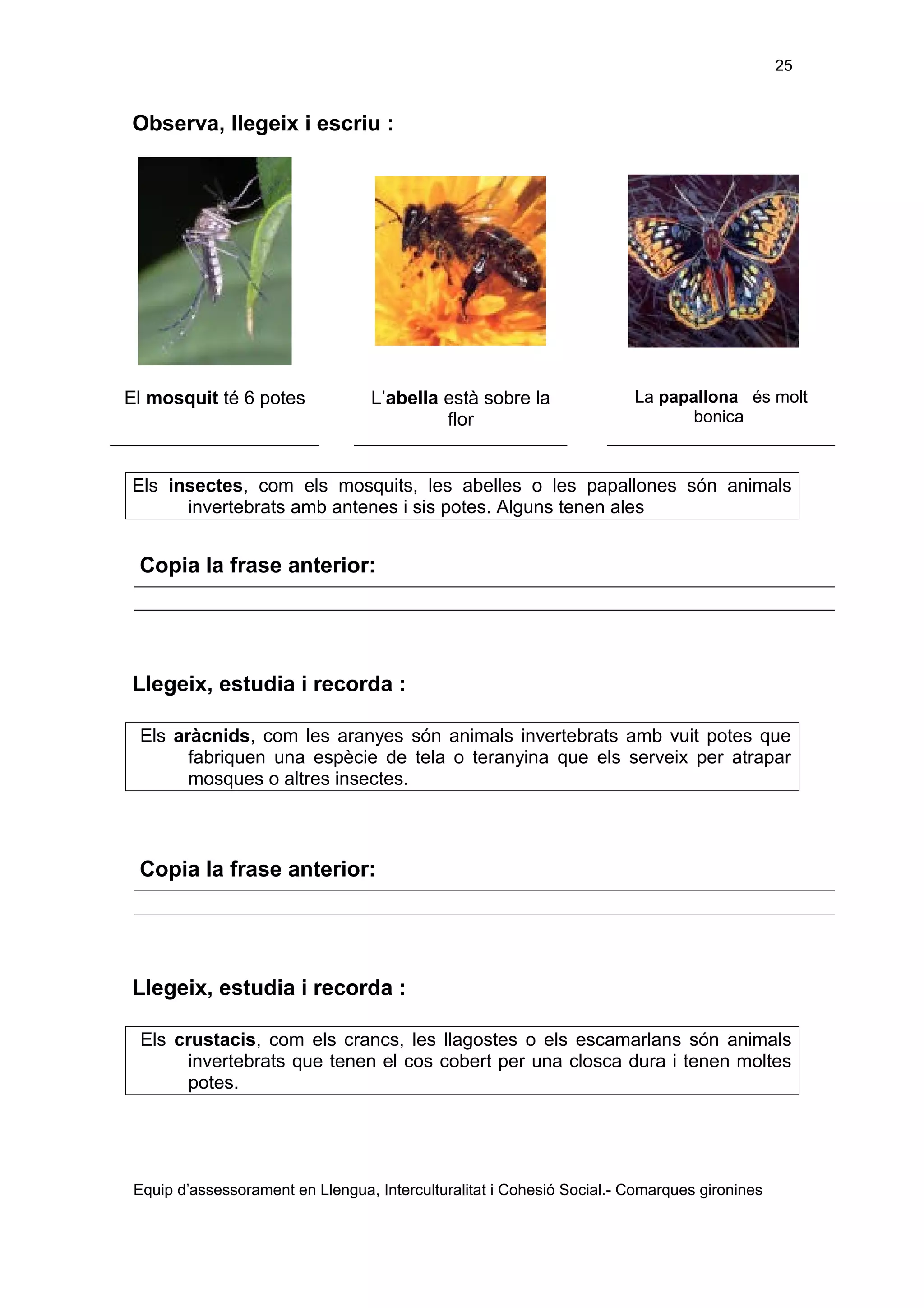 25

Observa, llegeix i escriu :

El mosquit té 6 potes

L’abella està sobre la
flor

La papallona és molt
bonica

Els insectes, com els mosquits, les abelles o les papallones són animals
invertebrats amb antenes i sis potes. Alguns tenen ales

Copia la frase anterior:

Llegeix, estudia i recorda :
Els aràcnids, com les aranyes són animals invertebrats amb vuit potes que
fabriquen una espècie de tela o teranyina que els serveix per atrapar
mosques o altres insectes.

Copia la frase anterior:

Llegeix, estudia i recorda :
Els crustacis, com els crancs, les llagostes o els escamarlans són animals
invertebrats que tenen el cos cobert per una closca dura i tenen moltes
potes.

Equip d’assessorament en Llengua, Interculturalitat i Cohesió Social.- Comarques gironines

 
