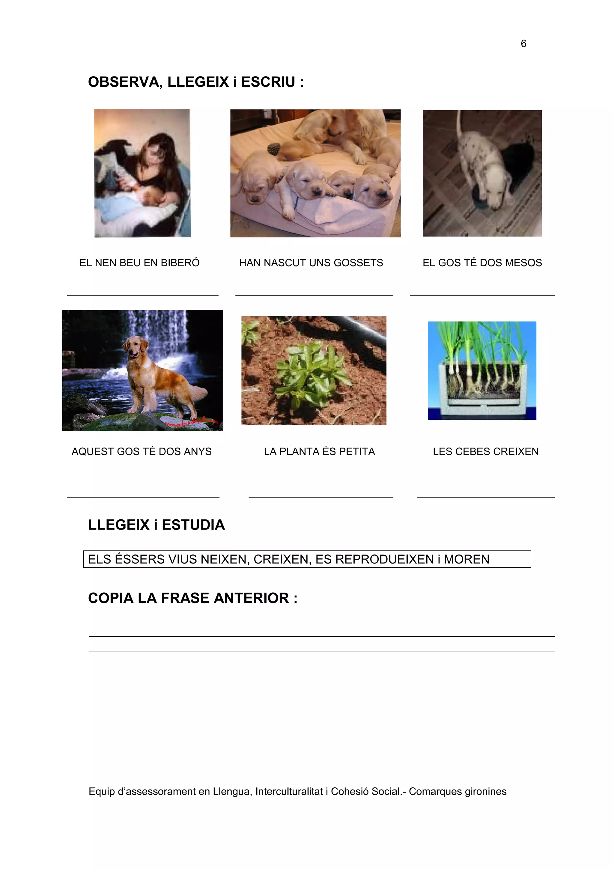 6

OBSERVA, LLEGEIX i ESCRIU :

EL NEN BEU EN BIBERÓ

AQUEST GOS TÉ DOS ANYS

HAN NASCUT UNS GOSSETS

LA PLANTA ÉS PETITA

EL GOS TÉ DOS MESOS

LES CEBES CREIXEN

LLEGEIX i ESTUDIA
ELS ÉSSERS VIUS NEIXEN, CREIXEN, ES REPRODUEIXEN i MOREN

COPIA LA FRASE ANTERIOR :

Equip d’assessorament en Llengua, Interculturalitat i Cohesió Social.- Comarques gironines

 