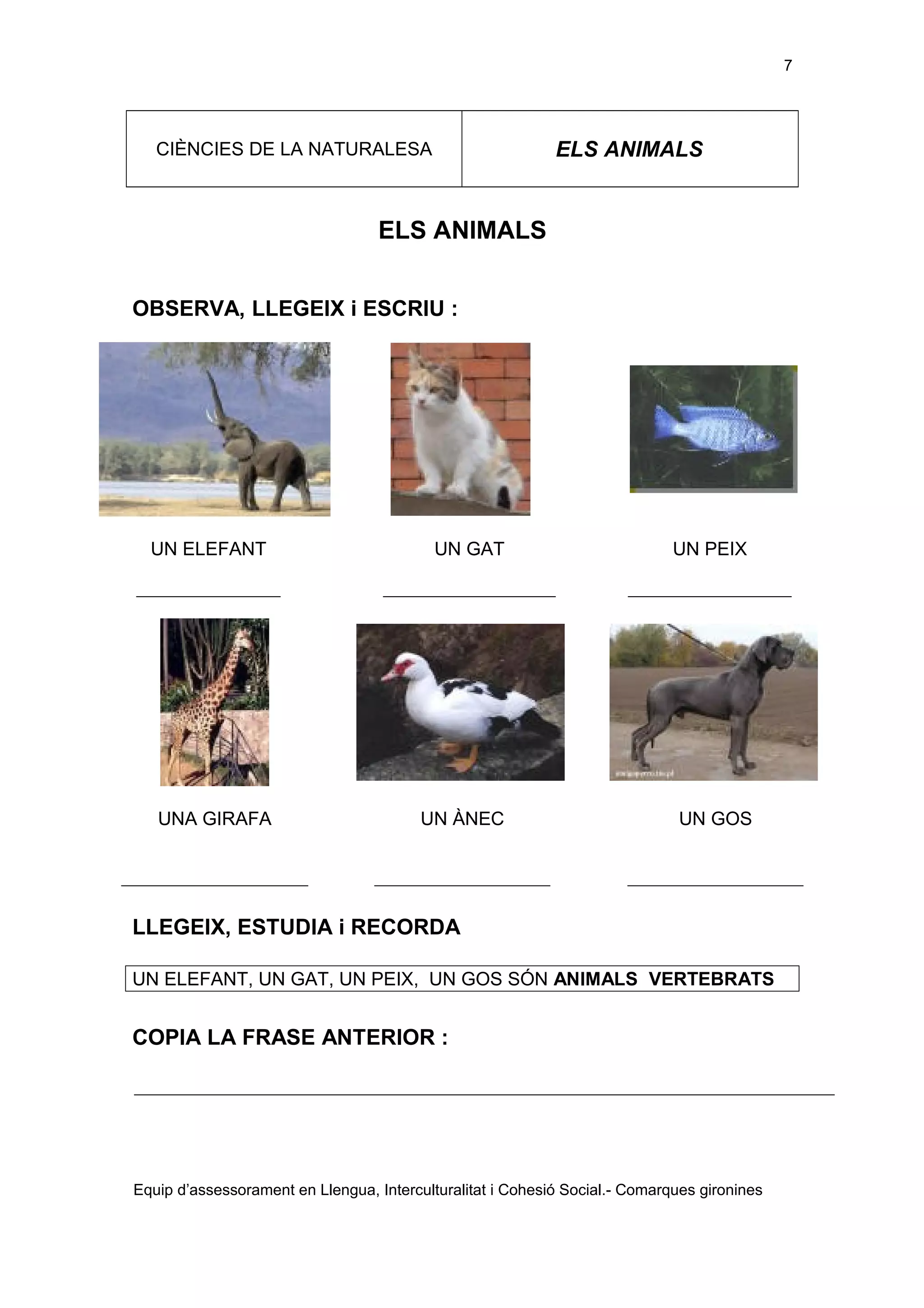 7

ELS ANIMALS

CIÈNCIES DE LA NATURALESA

ELS ANIMALS
OBSERVA, LLEGEIX i ESCRIU :

UN ELEFANT

UN GAT

UN PEIX

UNA GIRAFA

UN ÀNEC

UN GOS

LLEGEIX, ESTUDIA i RECORDA
UN ELEFANT, UN GAT, UN PEIX, UN GOS SÓN ANIMALS VERTEBRATS

COPIA LA FRASE ANTERIOR :

Equip d’assessorament en Llengua, Interculturalitat i Cohesió Social.- Comarques gironines

 