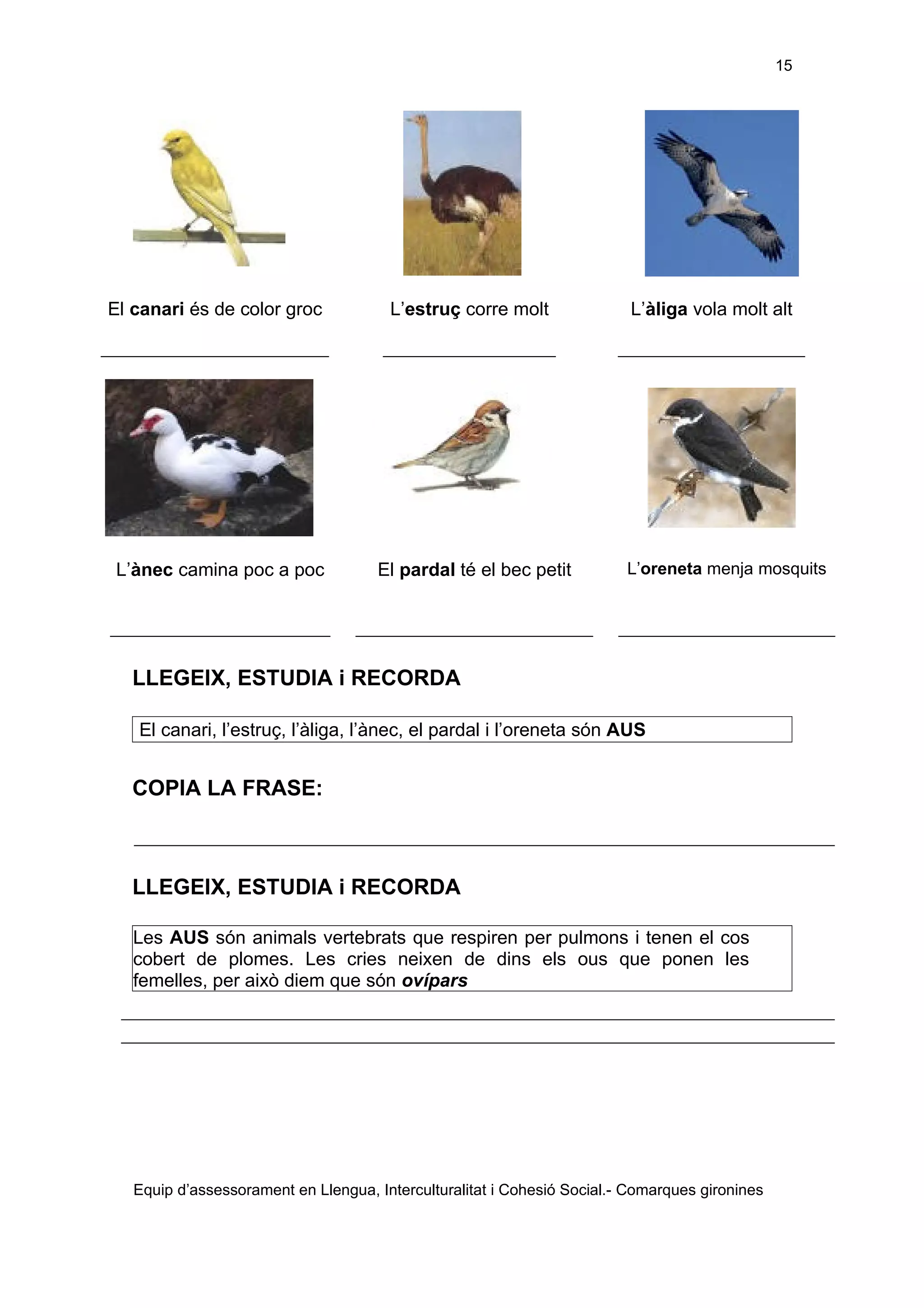 Els éssers vius adaptació