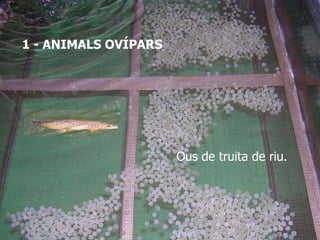 1 - ANIMALS OVÍPARS Ous de truita de riu . 