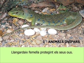 1 - ANIMALS OVÍPARS Llangardaix femella protegint els seus ous. 