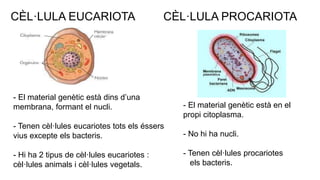 CÈL·LULA EUCARIOTA CÈL·LULA PROCARIOTA
- El material genètic està dins d’una
membrana, formant el nucli.
- Tenen cèl·lules eucariotes tots els éssers
vius excepte els bacteris.
- Hi ha 2 tipus de cèl·lules eucariotes :
cèl·lules animals i cèl·lules vegetals.
- El material genètic està en el
propi citoplasma.
- No hi ha nucli.
- Tenen cèl·lules procariotes
els bacteris.
 