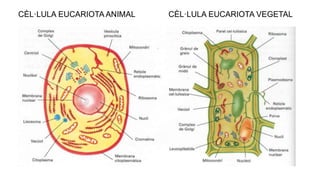 CÈL·LULA EUCARIOTA ANIMAL CÈL·LULA EUCARIOTA VEGETAL
 