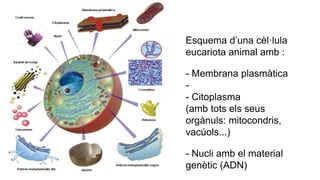 Esquema d’una cèl·lula
eucariota animal amb :
- Membrana plasmàtica
-
- Citoplasma
(amb tots els seus
orgànuls: mitocondris,
vacúols...)
- Nucli amb el material
genètic (ADN)
 