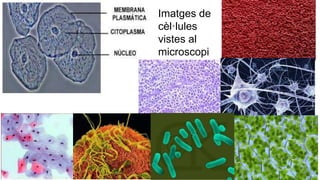 Imatges de
cèl·lules
vistes al
microscopi
 