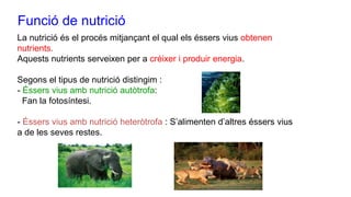 Funció de nutrició
La nutrició és el procés mitjançant el qual els éssers vius obtenen
nutrients.
Aquests nutrients serveixen per a créixer i produir energia.
Segons el tipus de nutrició distingim :
- Éssers vius amb nutrició autòtrofa:
Fan la fotosíntesi.
- Éssers vius amb nutrició heteròtrofa : S’alimenten d’altres éssers vius
a de les seves restes.
 