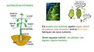 NUTRICIÓ AUTÓTROFA
Els éssers vius autòtrofs agafen aigua, diòxid
de carboni, sals minerals i amb la llum solar
fabriquen els seus nutrients.
Tenen aquesta nutrició : les plantes i les
algues i alguns bacteris.
 
