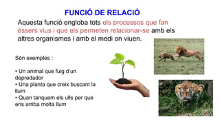 FUNCIÓ DE RELACIÓ
Aquesta funció engloba tots els processos que fan
éssers vius i que els permeten relacionar-se amb els
altres organismes i amb el medi on viuen.
Són exemples :
• Un animal que fuig d’un
depredador
• Una planta que creix buscant la
llum
• Quan tanquem els ulls per que
ens arriba molta llum
 