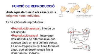 FUNCIÓ DE REPRODUCCIÓ
Amb aquesta funció els éssers vius
originen nous individus.
Hi ha 2 tipus de reproducció :
•Reproducció asexual : Intervé un
sol individu.
•Reproducció sexual : Intervenen
dos individus de diferent sexe que
aporten cada un una cèl·lula sexual.
La unió d’aquestes cèl·lules forma el
zigot, que es desenvolupa fins a
 