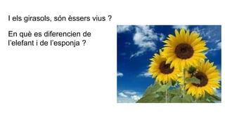 I els girasols, són èssers vius ?
En què es diferencien de
l’elefant i de l’esponja ?
 