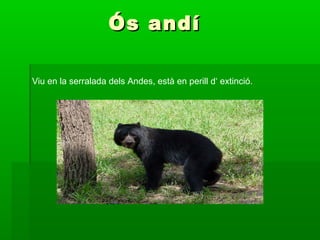 Ós andí

Viu en la serralada dels Andes, està en perill d‘ extinció.
 