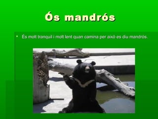 Ós mandrós
 És molt tranquil i molt lent quan camina per això es diu mandrós.
 