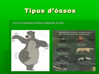 Tipus d’óssos
Hi ha 8 espècies d’óssos diferents al món.
 