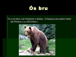 Ós bru

Viu a la selva, són freqüents a Alaska. A Espanya els podem trobar
   als Pirineus ( La Vall d’Aran )
 