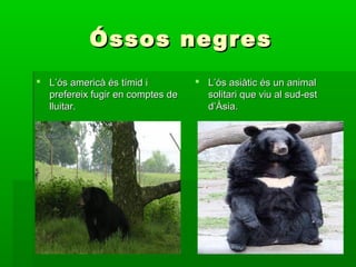 Óssos negres
 L’ós americà és tímid i          L’ós asiàtic és un animal
  prefereix fugir en comptes de     solitari que viu al sud-est
  lluitar.                          d’Àsia.
 