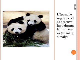 L'època de reproducció  es desenvo-lupa durant la primave-ra (de març a maig).  