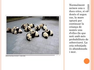 Normalment neixen una o dues cries, si es donés el segon cas, la mare optarà per continuar la criança de només una d'elles (la que noti amb més probabilitats de sobreviure). La cria rebutjada és abandonada i mor. 